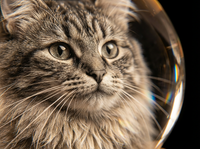 PetGlow - Jouw huisdier vereeuwigd in kristal